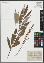 Foto von Salix alba subsp. vitellina (L.) Arcang.